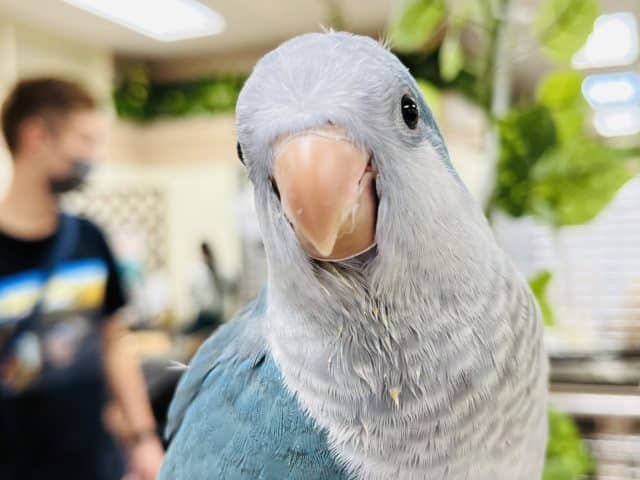 オキナインコ