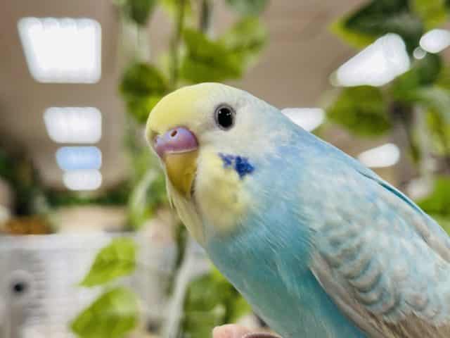 セキセイインコ