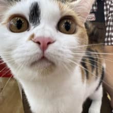 最新画像❣️まねき猫ちゃんだよ☆スコティッシュフォールド・女の子！