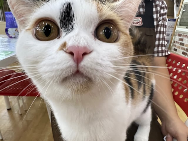 最新画像❣️まねき猫ちゃんだよ☆スコティッシュフォールド・女の子！