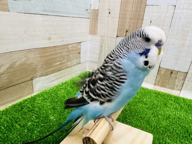 ジャンボセキセイインコ