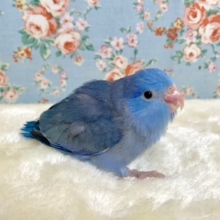 マメルリハ　コバルトバイオレット　9月14日