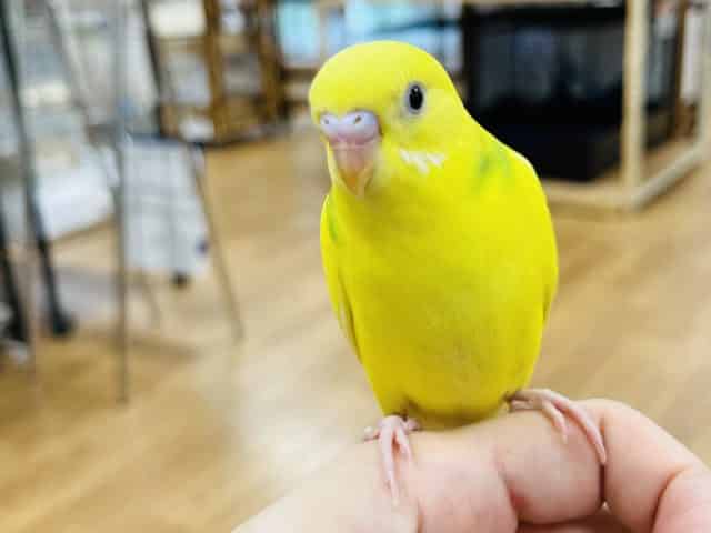 セキセイインコ