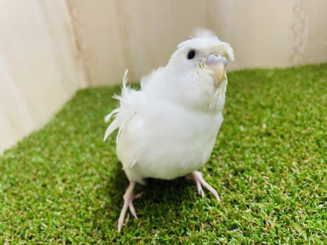 羽衣セキセイインコ