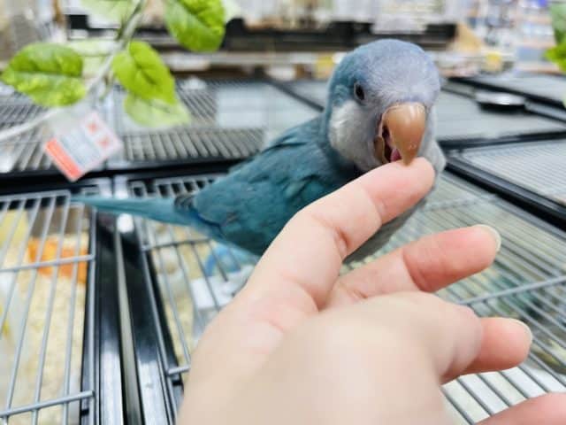 オキナインコ