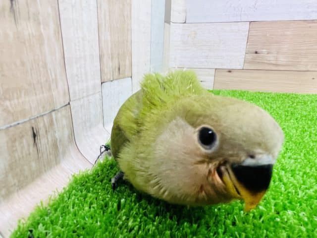 コザクラインコ（小桜インコ）