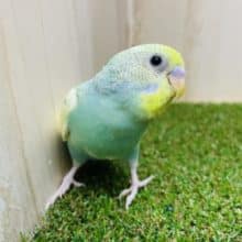注目です！最新画像になりますよ～！！セキセイインコ パステルレインボースパングルパイド