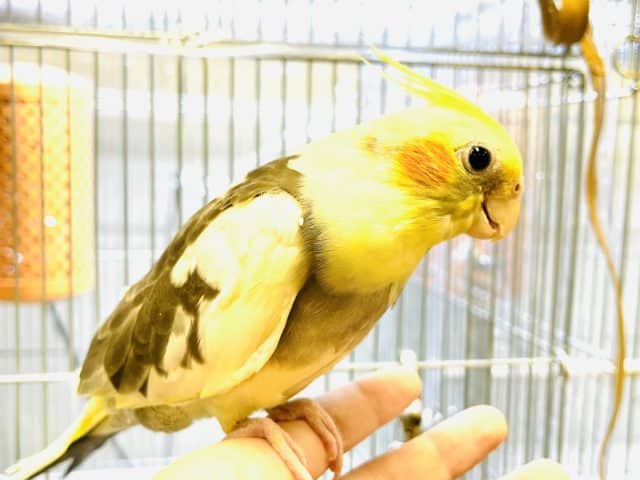 オカメインコ