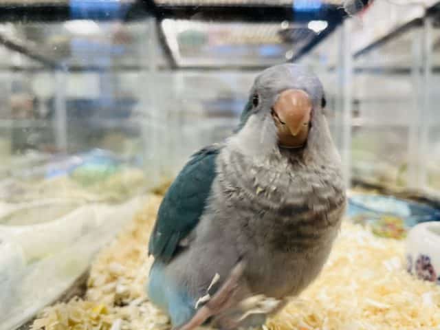 オキナインコ