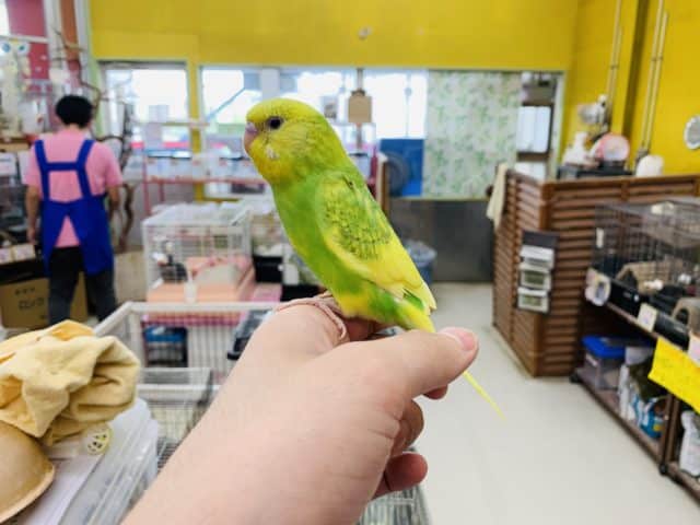 セキセイインコ