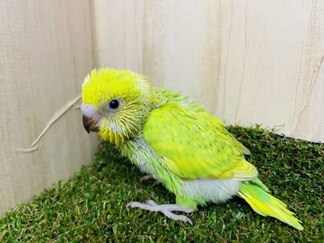 セキセイインコ