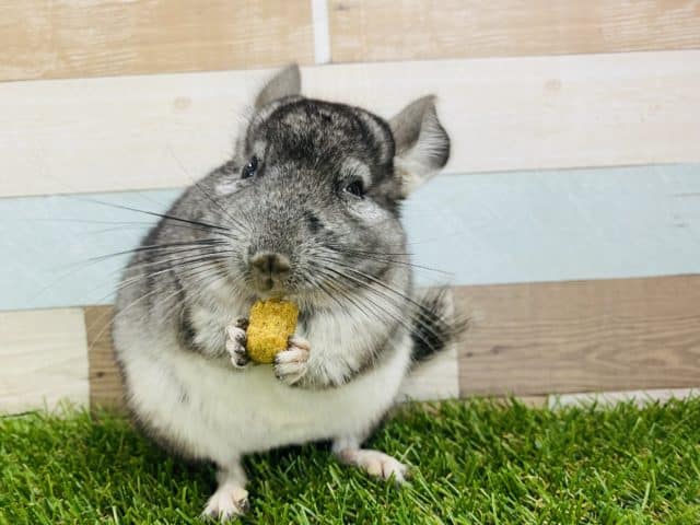 カキカキさせてくれます！幸せ顔でおやつを頬張る姿が可愛いチンチラグレー♡