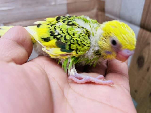 セキセイインコ