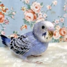 セキセイインコ  バイオレットオパーリン  9/17