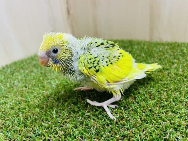 セキセイインコ