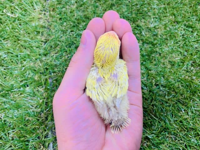 コザクラインコ（小桜インコ）