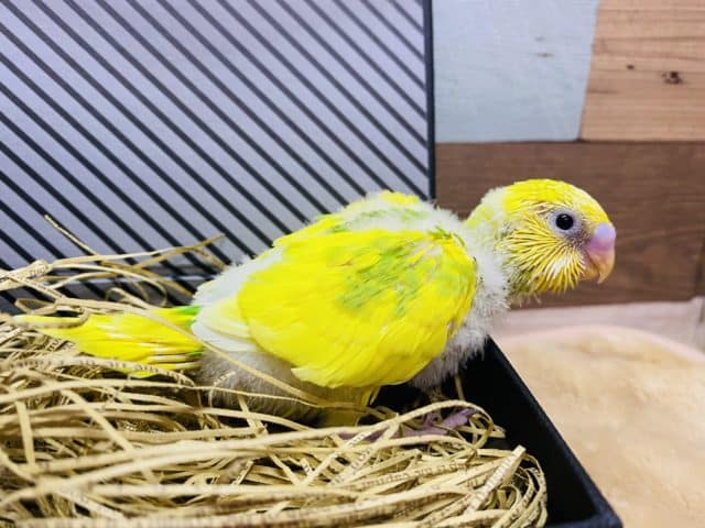 セキセイインコ