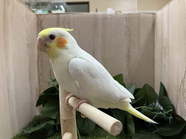 オカメインコ