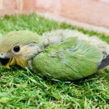 【コザクラ祭り！】コザクラインコ　オレンジフェイス入舎です！　Ｒ４　９／９撮影