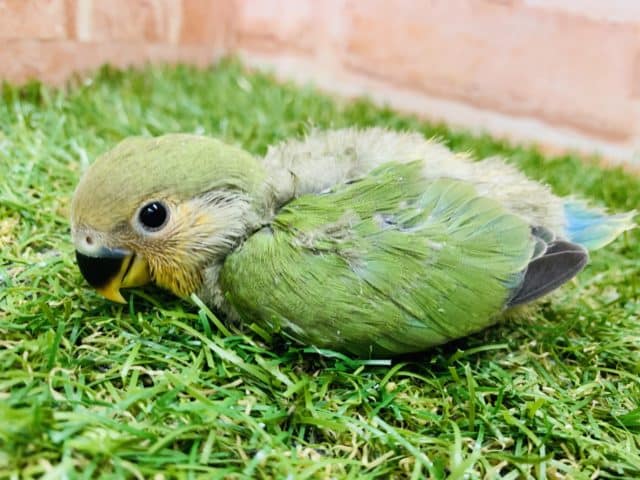 【コザクラ祭り！】コザクラインコ　オレンジフェイス入舎です！　Ｒ４　９／９撮影