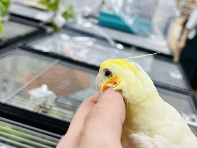 オカメインコ