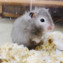 後オス1匹です！！最新画像になりますよ！長毛カラーハムスター🐹セーブル