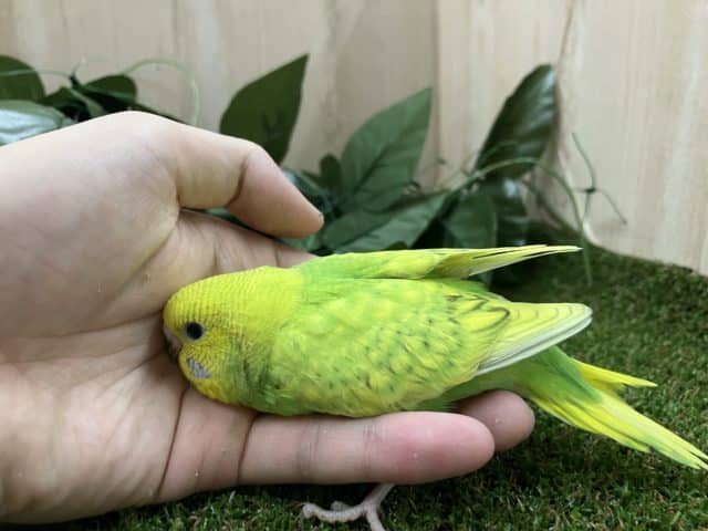 セキセイインコ