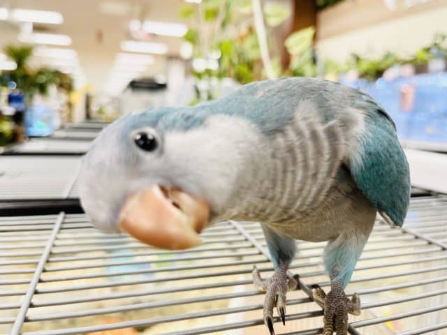 オキナインコ