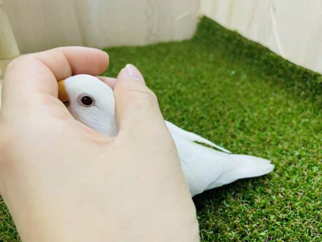 コザクラインコ（小桜インコ）