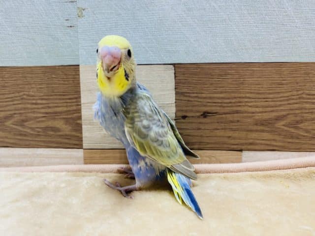 セキセイインコ