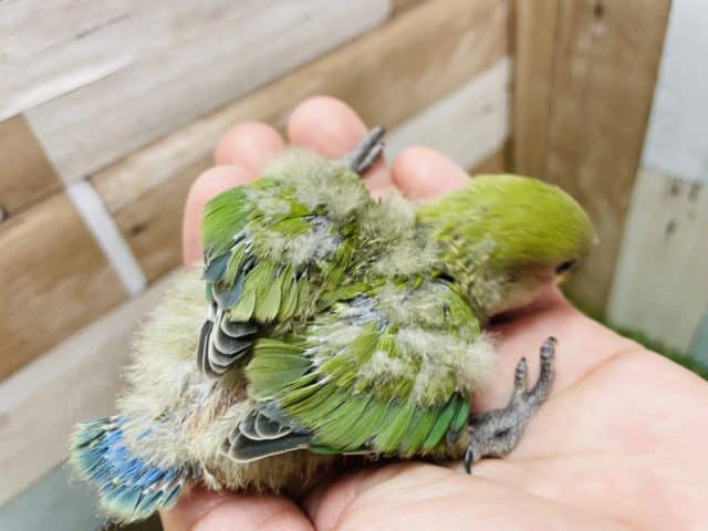 コザクラインコ（小桜インコ）