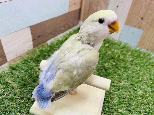 コザクラインコ（小桜インコ）