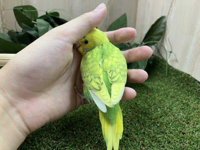 セキセイインコ