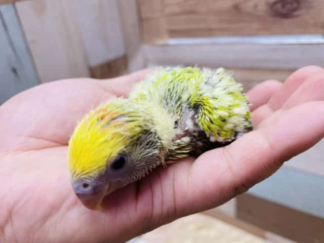 コザクラインコ（小桜インコ）