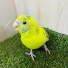 最新画像・動画になりますよ〜🌼手にベッタリになりました！　セキセイインコ「ルクちゃん」