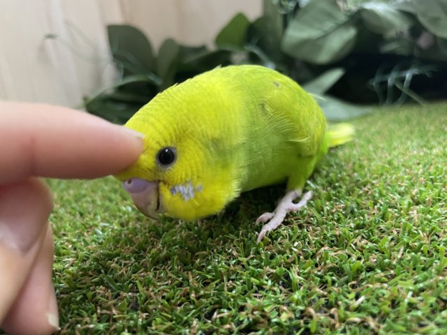 セキセイインコ