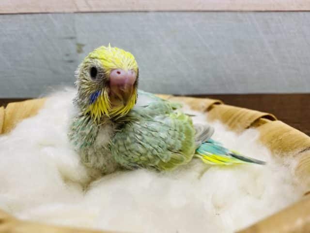 明るいグリーン系カラーが人気☆ホヤホヤな幼い表情がたまりません♡セキセイインコパステルカラーレインボー