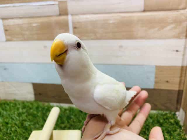 コザクラインコ（小桜インコ）