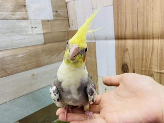 オカメインコ