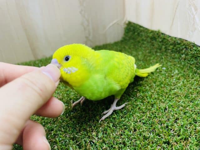 セキセイインコ