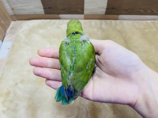 コザクラインコ（小桜インコ）