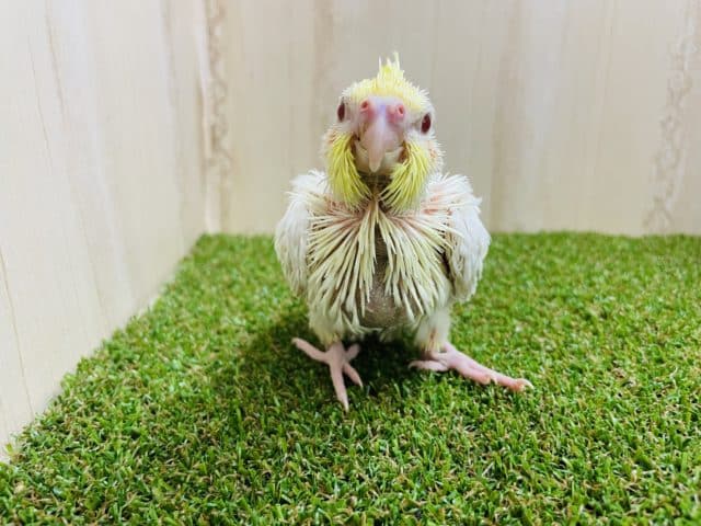 オカメインコ