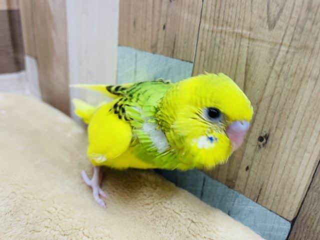 セキセイインコ