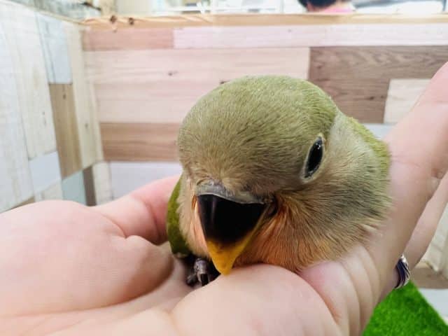 コザクラインコ（小桜インコ）