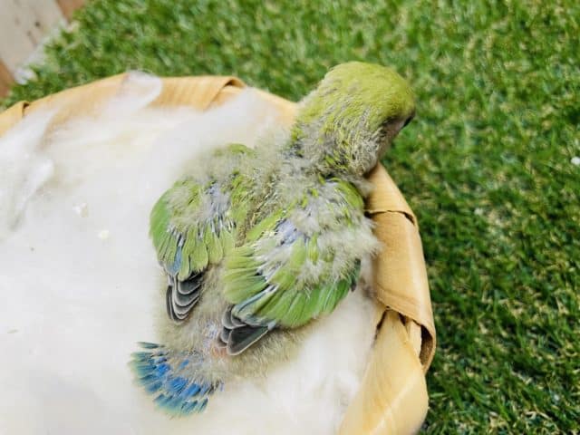 コザクラインコ（小桜インコ）