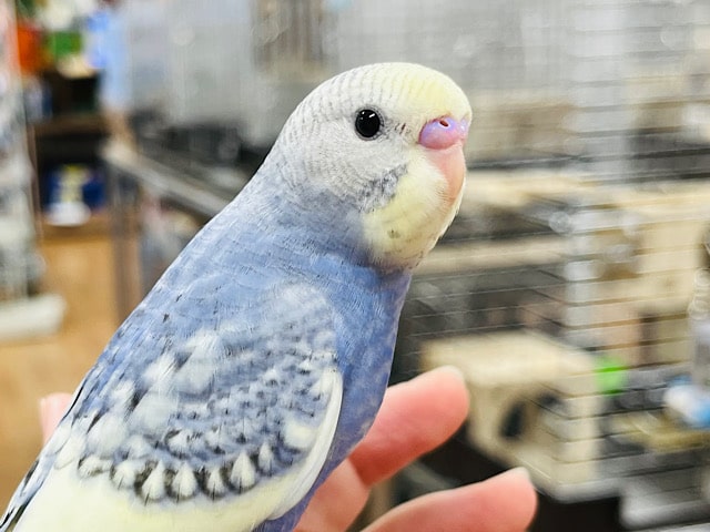 階段が大好き！シックなカラーのセキセイインコ♫(スパングルパイド)