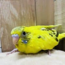 元気いっぱいなヒナさんです！セキセイインコのハルクインカラー！