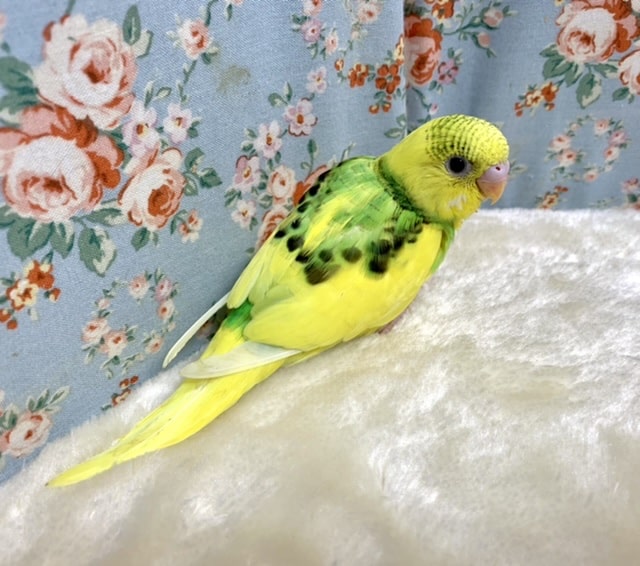 セキセイインコ イエローパイド 💛 9/17