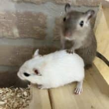 久方ぶりのカラージャービル♂