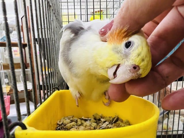 オカメインコ